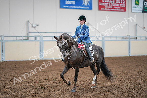 2020 - AB Morgan Horse - Sat, Sept 05 - 05258