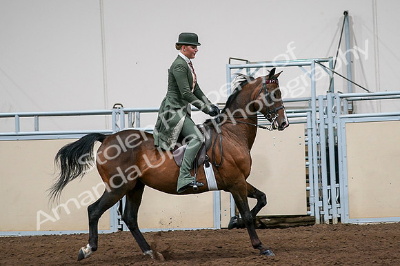 2020 - AB Morgan Horse - Fri, Sept 04 - 03376