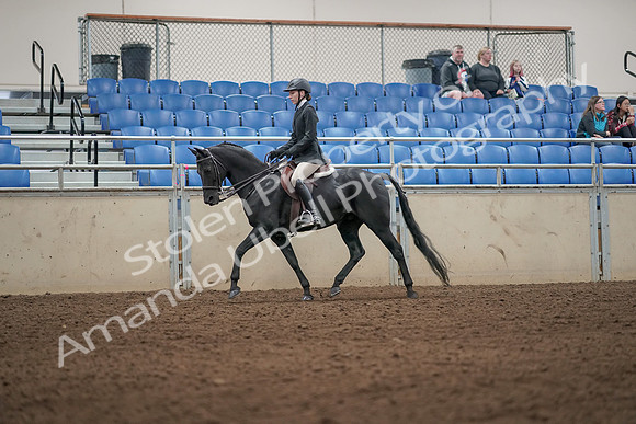 2019 Morgan Horse Show - Aug 31, 2019 - 04916
