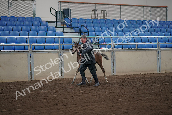 2019 Morgan Horse Show - Aug 31, 2019 - 00370