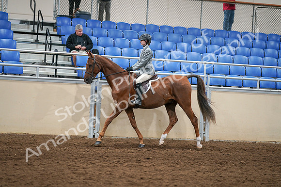 2020 - AB Morgan Horse - Fri, Sept 04 - 02965
