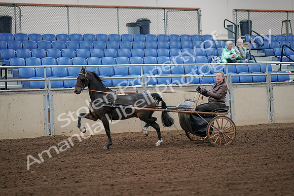 2019 Morgan Horse Show - Aug 30, 2019 - 13092