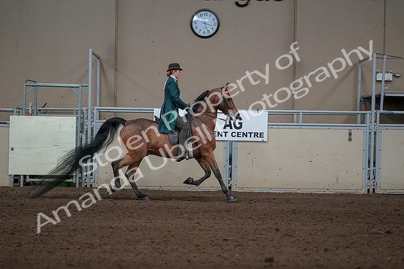 2019 Morgan Horse Show - Sept 01, 2019 - 13337