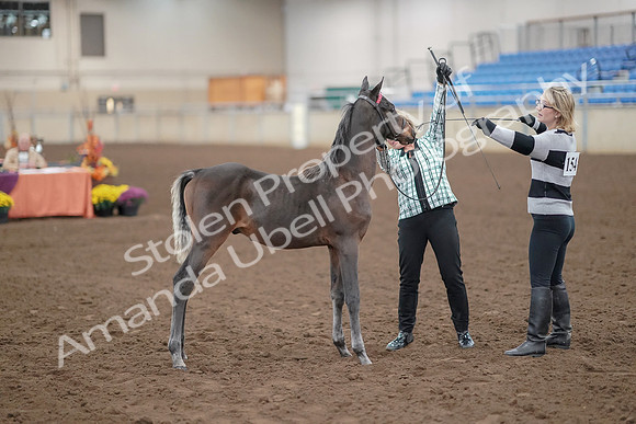 2019 Morgan Horse Show - Aug 30, 2019 - 24876