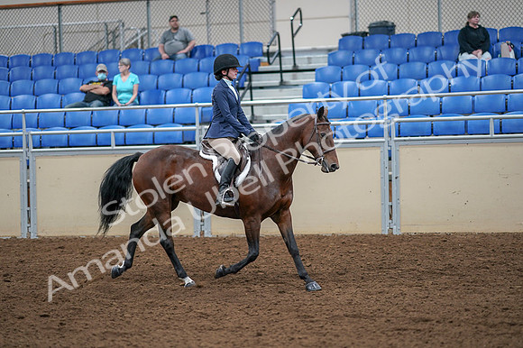 2020 - AB Morgan Horse - Fri, Sept 04 - 06082