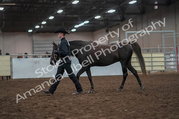 2019 Morgan Horse Show - Aug 31, 2019 - 02033