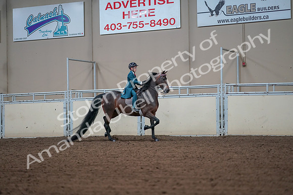 2019 Morgan Horse Show - Aug 30, 2019 - 18006