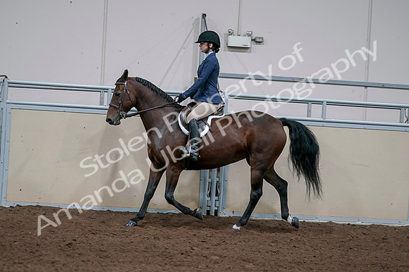 2020 - AB Morgan Horse - Fri, Sept 04 - 05924