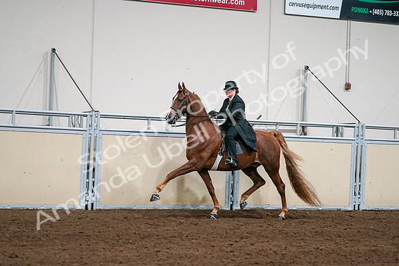 2020 - AB Morgan Horse - Sat, Sept 05 - 08040