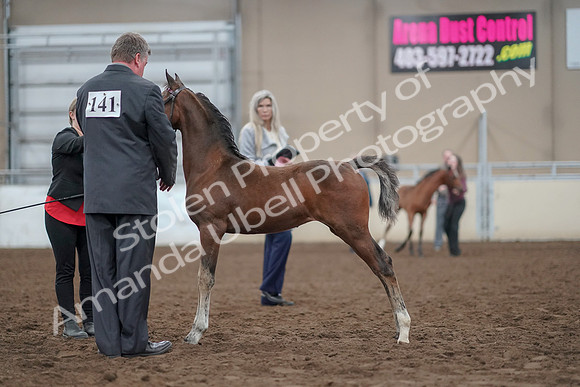 2019 Morgan Horse Show - Aug 31, 2019 - 00396