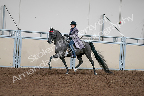 2020 - AB Morgan Horse - Sat, Sept 05 - 13702