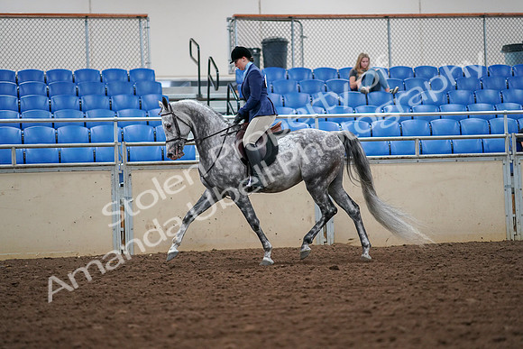 2019 Morgan Horse Show - Aug 30, 2019 - 16205