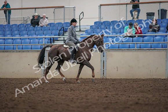 2019 Morgan Horse Show - Aug 31, 2019 - 07423