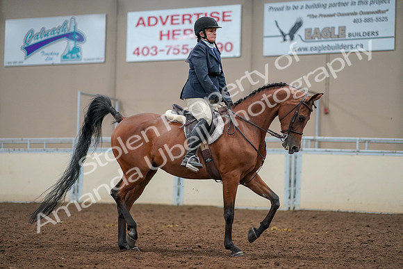 2019 Morgan Horse Show - Aug 30, 2019 - 22605