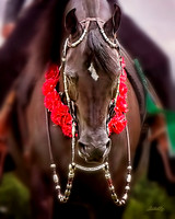 Arabians - 207