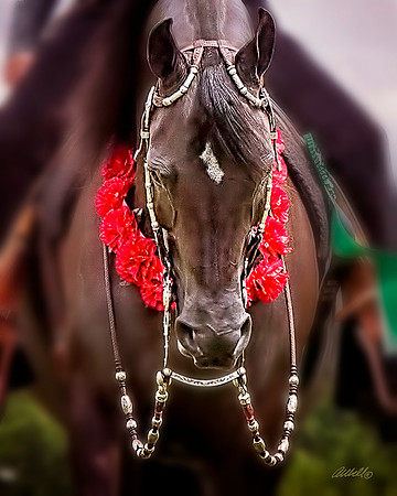 Arabians - 207