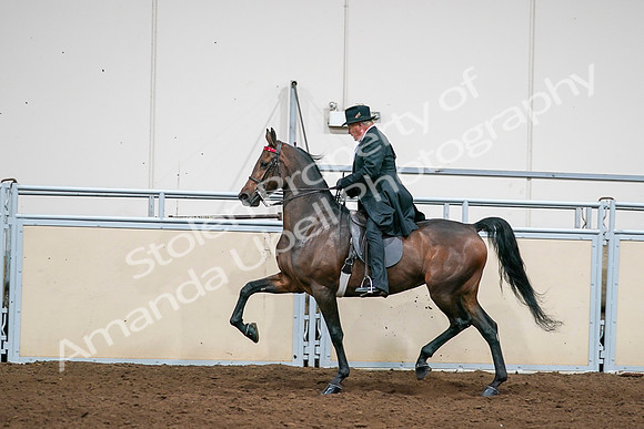 2020 - AB Morgan Horse - Sat, Sept 05 - 08022
