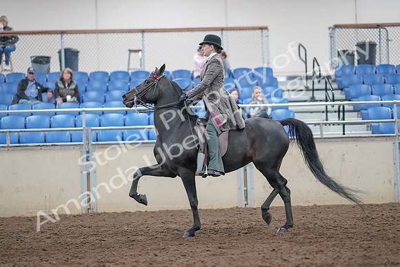 2019 Morgan Horse Show - Aug 31, 2019 - 09413