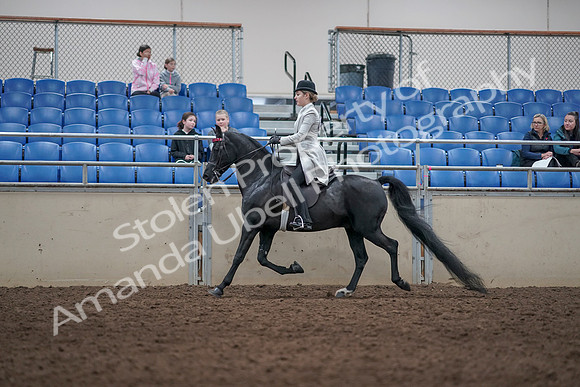 2019 Morgan Horse Show - Aug 31, 2019 - 09345