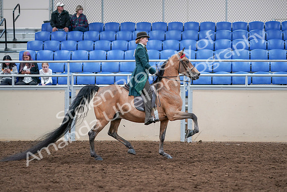 2020 - AB Morgan Horse - Sat, Sept 05 - 13903