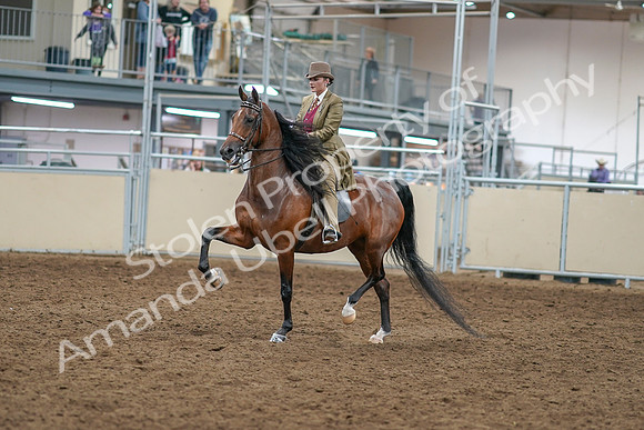 2020 - AB Morgan Horse - Sat, Sept 05 - 05274