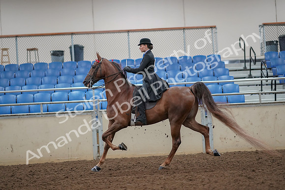 2019 Morgan Horse Show - Aug 30, 2019 - 25064