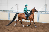 2020 - AB Morgan Horse - Fri, Sept 04 - 08690