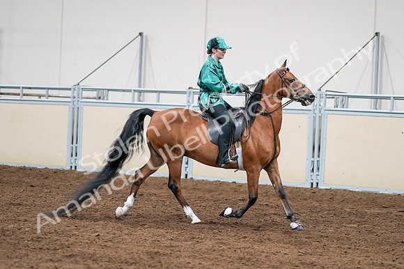 2020 - AB Morgan Horse - Fri, Sept 04 - 08690