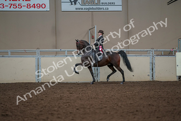 2019 Morgan Horse Show - Aug 30, 2019 - 28323