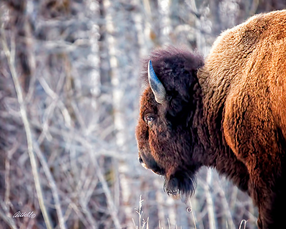 NA Wild Animals - 031