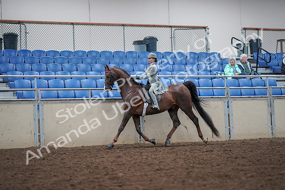 2019 Morgan Horse Show - Aug 30, 2019 - 17858