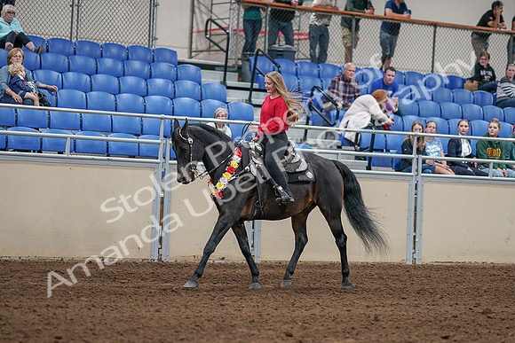 2020 - AB Morgan Horse - Sat, Sept 05 - 10426