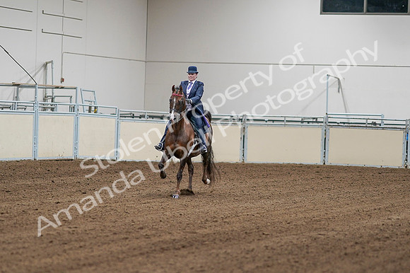 2020 - AB Morgan Horse - Fri, Sept 04 - 08154