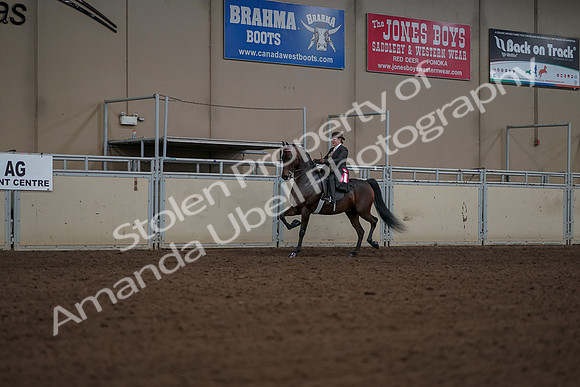 2019 Morgan Horse Show - Aug 30, 2019 - 28292