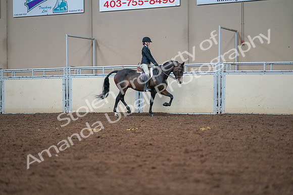 2019 Morgan Horse Show - Aug 30, 2019 - 20875