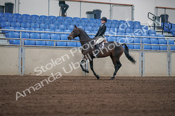 2019 Morgan Horse Show - Sept 01, 2019 - 03753
