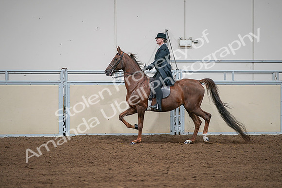 2020 - AB Morgan Horse - Fri, Sept 04 - 07987