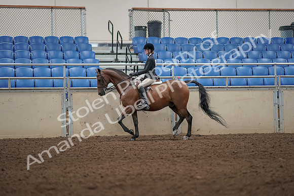 2019 Morgan Horse Show - Aug 31, 2019 - 04875