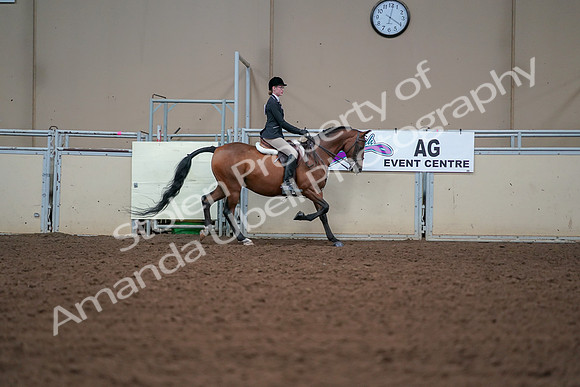 2019 Morgan Horse Show - Aug 30, 2019 - 20924