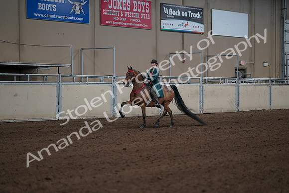 2019 Morgan Horse Show - Sept 01, 2019 - 13443