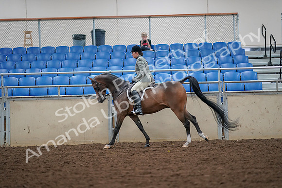 2019 Morgan Horse Show - Aug 30, 2019 - 17392