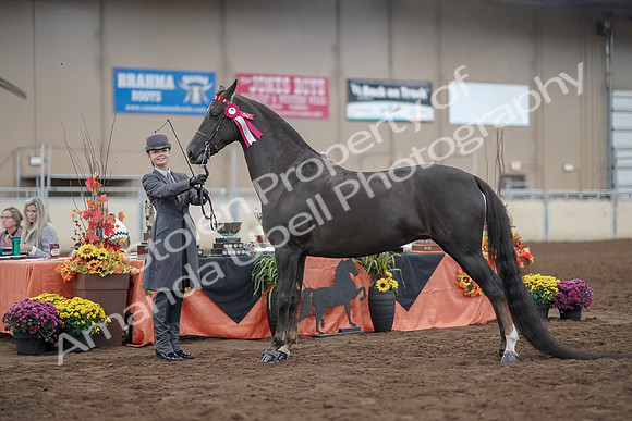 2019 Morgan Horse Show - Aug 31, 2019 - 02083