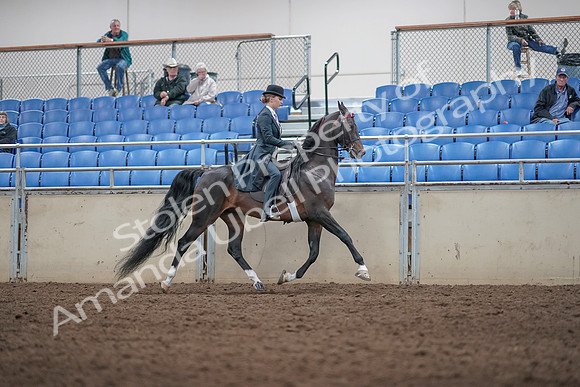 2019 Morgan Horse Show - Aug 31, 2019 - 08920
