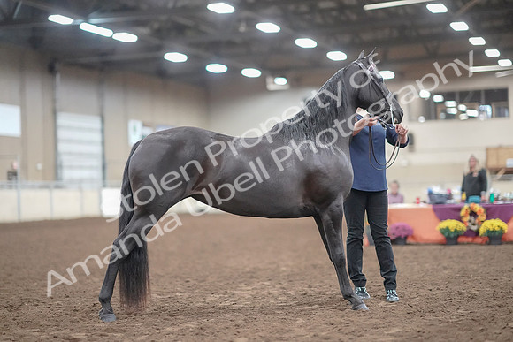 2019 Morgan Horse Show - Aug 31, 2019 - 00514