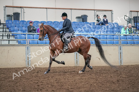 2019 Morgan Horse Show - Aug 30, 2019 - 20196