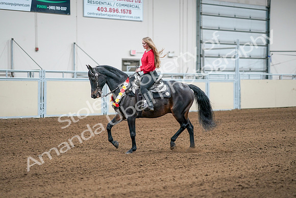 2020 - AB Morgan Horse - Sat, Sept 05 - 10395