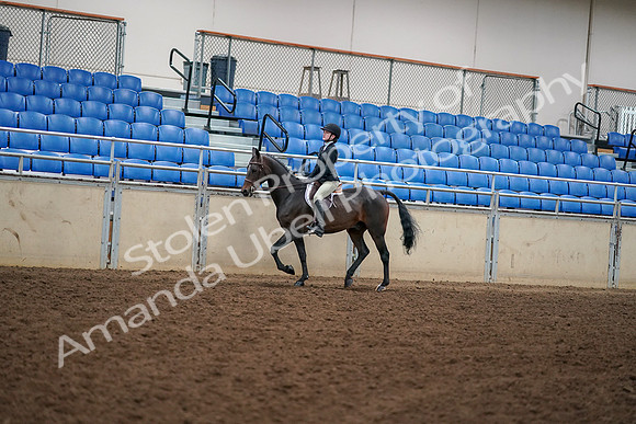 2019 Morgan Horse Show - Aug 30, 2019 - 12245