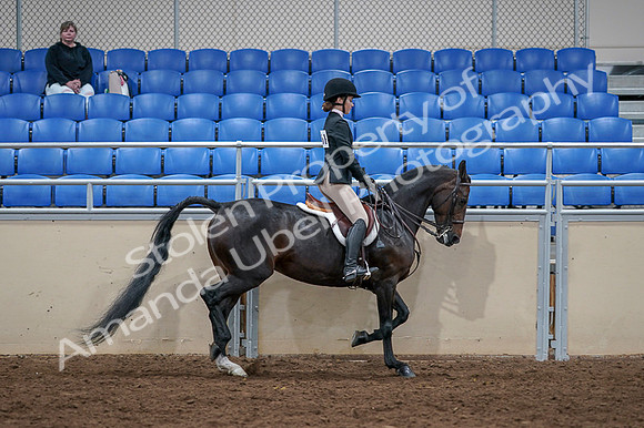 2020 - AB Morgan Horse - Fri, Sept 04 - 06049