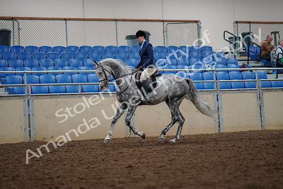 2019 Morgan Horse Show - Aug 30, 2019 - 22383