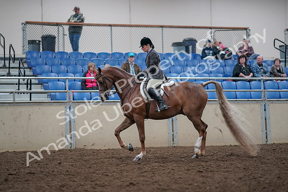 2019 Morgan Horse Show - Aug 31, 2019 - 15940